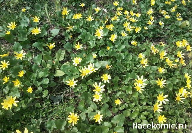 100 крестиков!