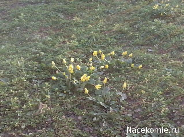 Куклы в народных костюмах – "Девчушки-болтушки"