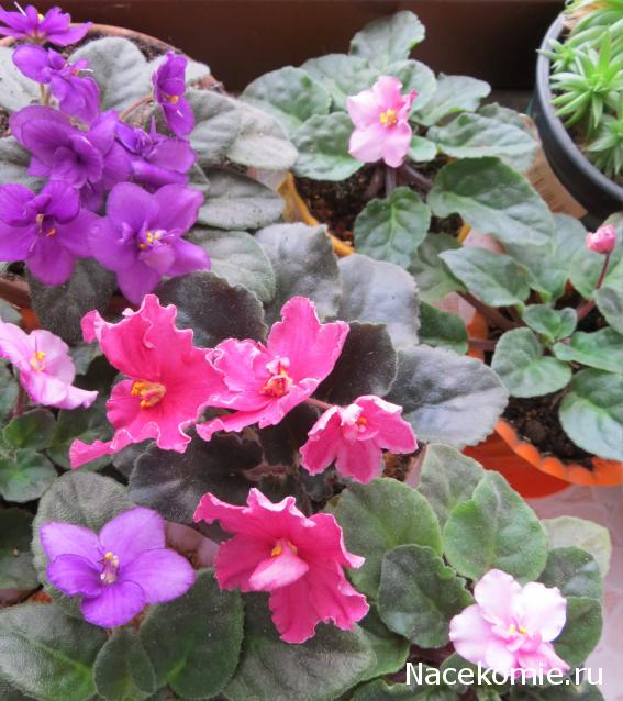 Куклы в народных костюмах – "Девчушки-болтушки"