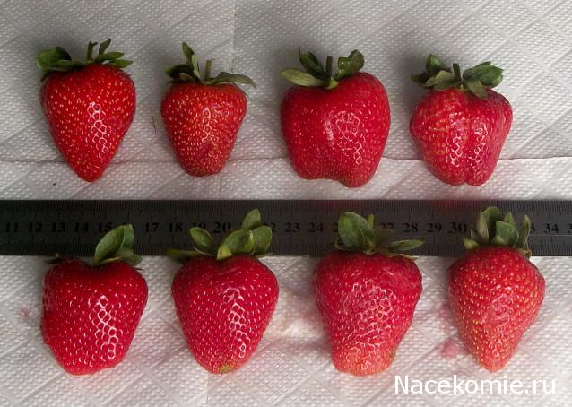 Кулинарный отдел