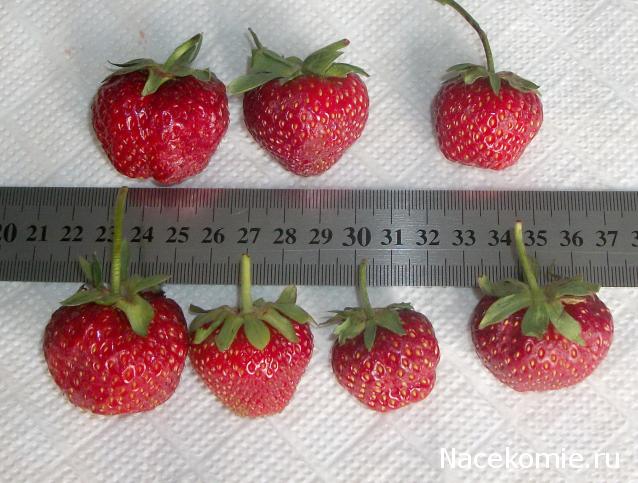 Кулинарный отдел