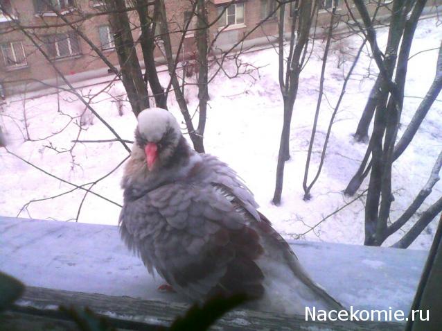"Живой уголок"