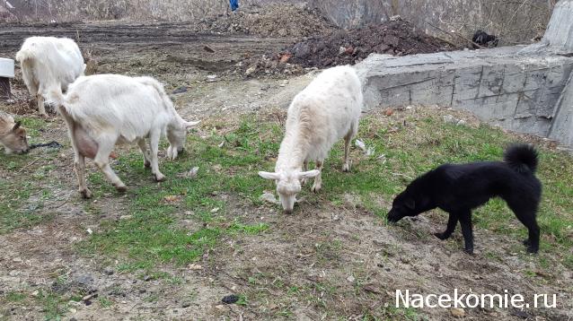 "Живой уголок"