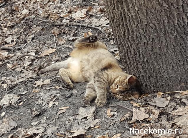 "Живой уголок"