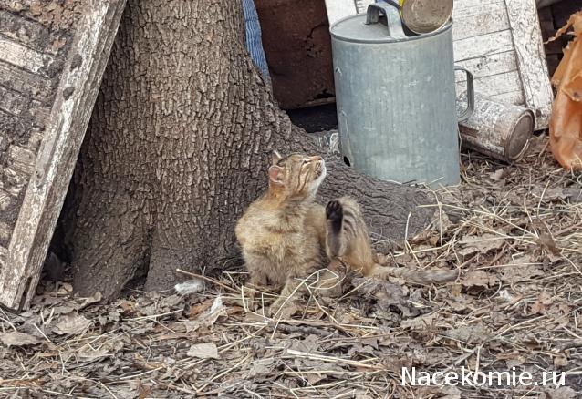 "Живой уголок"