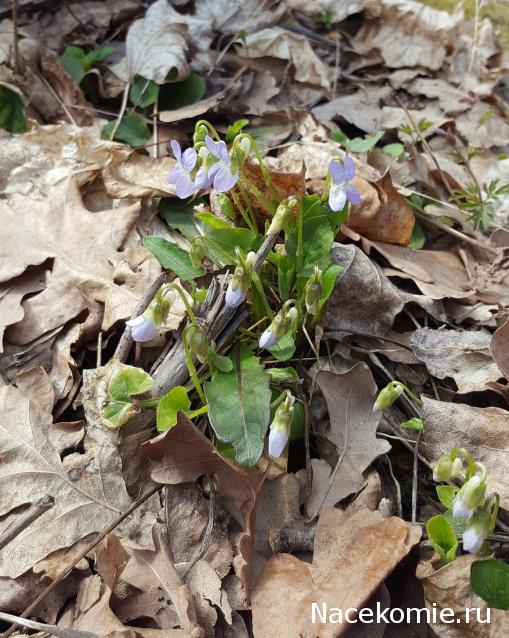 "Живой уголок"