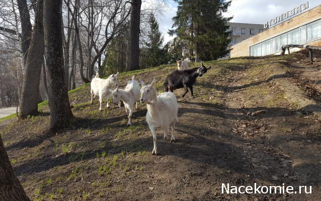 "Живой уголок"