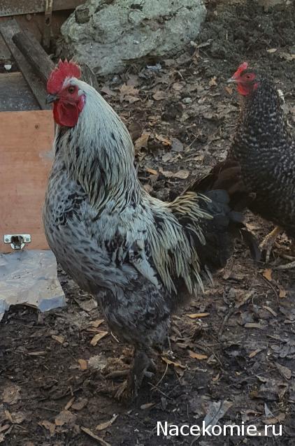 "Живой уголок"