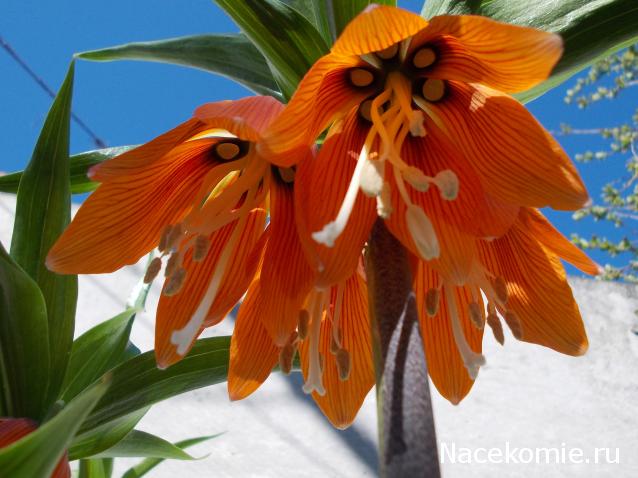 Куклы в народных костюмах – "Девчушки-болтушки"