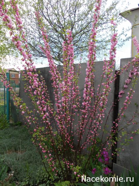Куклы в народных костюмах – "Девчушки-болтушки"