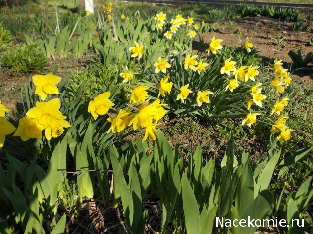 Куклы в народных костюмах – "Девчушки-болтушки"