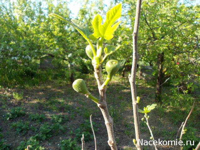 Куклы в народных костюмах – "Девчушки-болтушки"