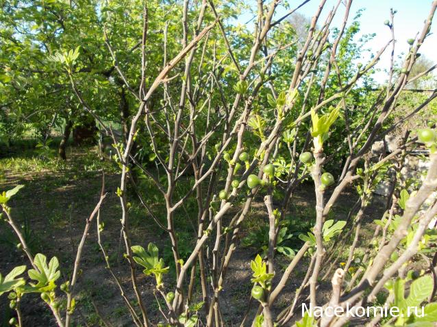 Куклы в народных костюмах – "Девчушки-болтушки"