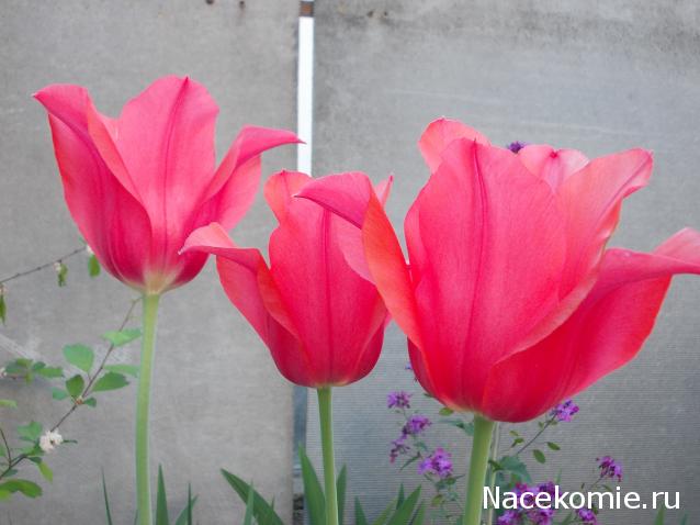 Куклы в народных костюмах – "Девчушки-болтушки"