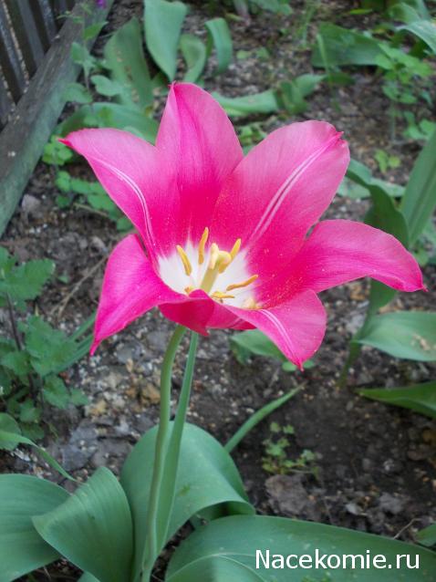 Куклы в народных костюмах – "Девчушки-болтушки"