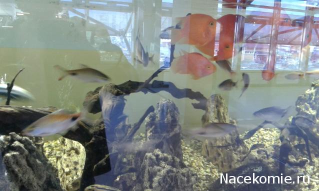 "Живой уголок"