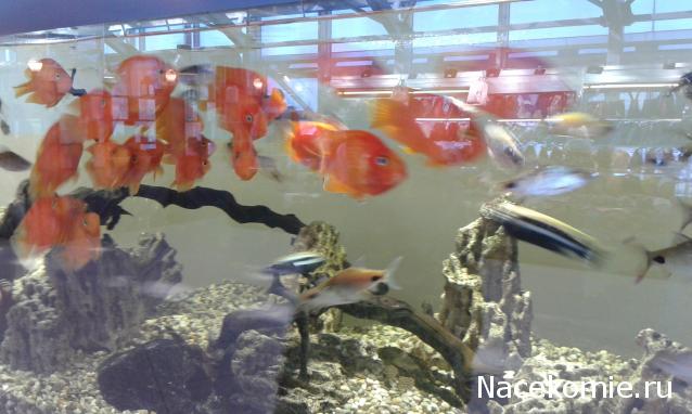 "Живой уголок"