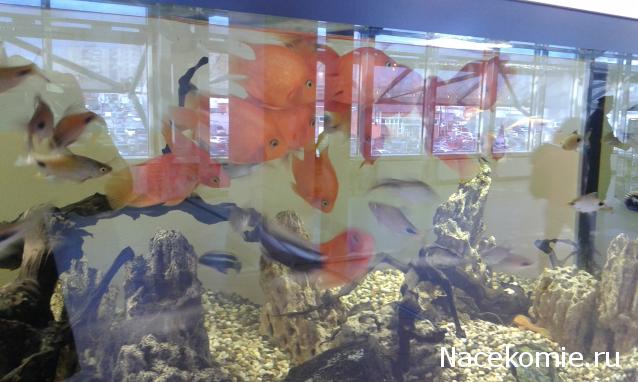 "Живой уголок"