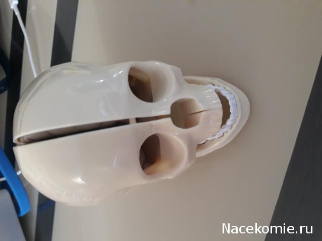 Тело Человека (DeAgostini) - График выхода и обсуждение