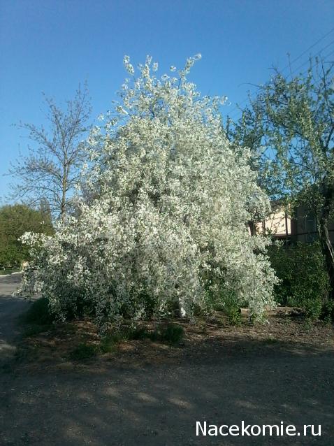 Куклы в народных костюмах – "Девчушки-болтушки"