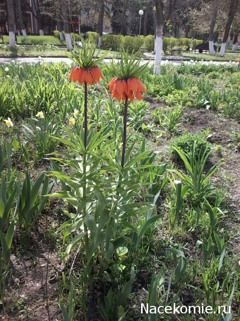 Куклы в народных костюмах – "Девчушки-болтушки"