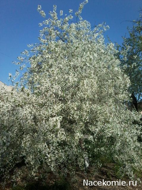 Куклы в народных костюмах – "Девчушки-болтушки"