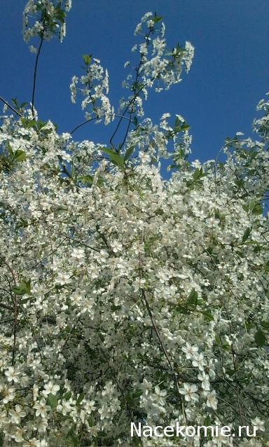Куклы в народных костюмах – "Девчушки-болтушки"