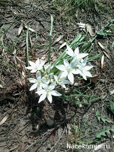 Куклы в народных костюмах – "Девчушки-болтушки"