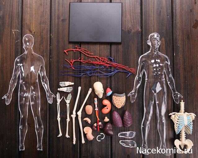 Тело Человека (DeAgostini) - График выхода и обсуждение