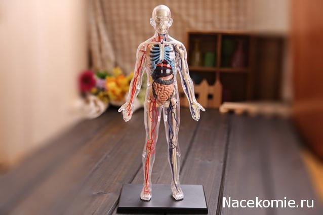 Тело Человека (DeAgostini) - График выхода и обсуждение