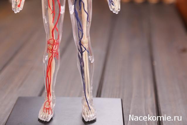 Тело Человека (DeAgostini) - График выхода и обсуждение