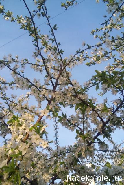 "Живой уголок"