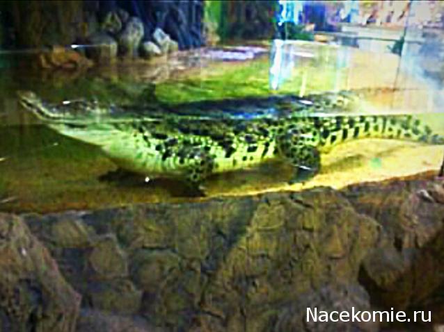 "Живой уголок"