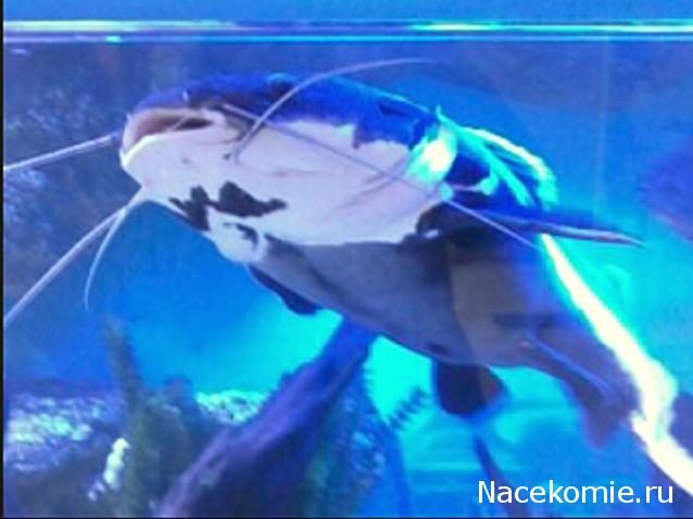 "Живой уголок"