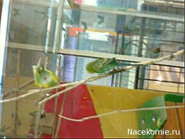 "Живой уголок"