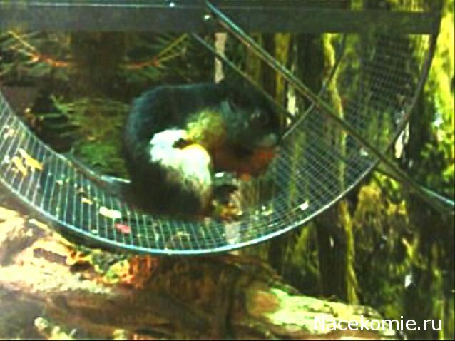 "Живой уголок"