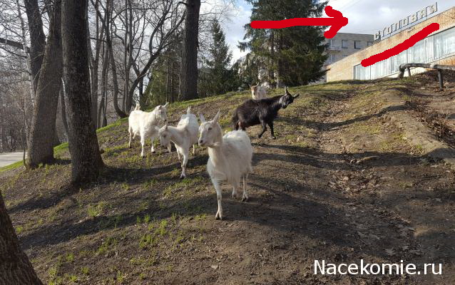 "Живой уголок"