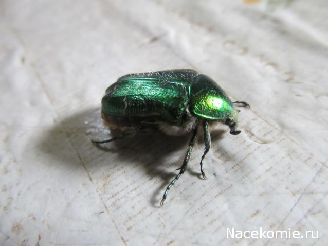 "Живой уголок"