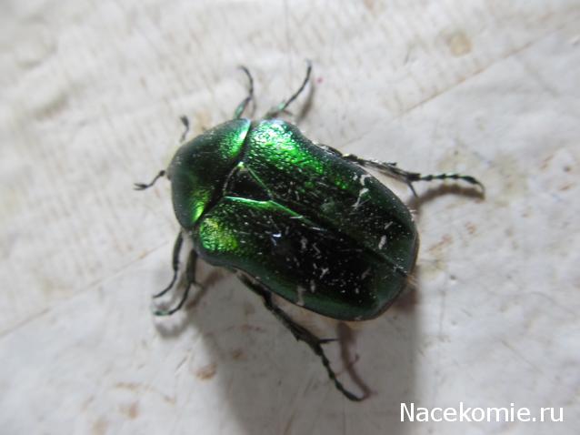 "Живой уголок"