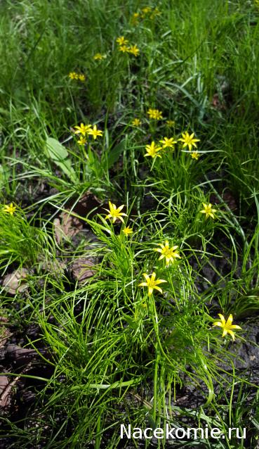 "Живой уголок"
