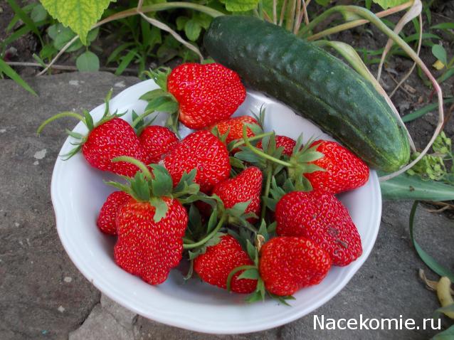 Куклы в народных костюмах – "Девчушки-болтушки"