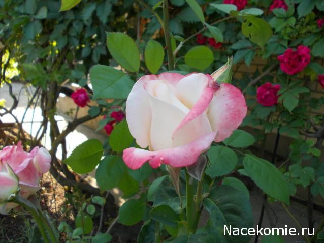 Куклы в народных костюмах – "Девчушки-болтушки"