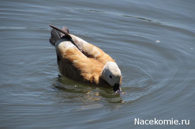 "Живой уголок"