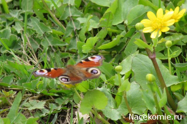 "Живой уголок"