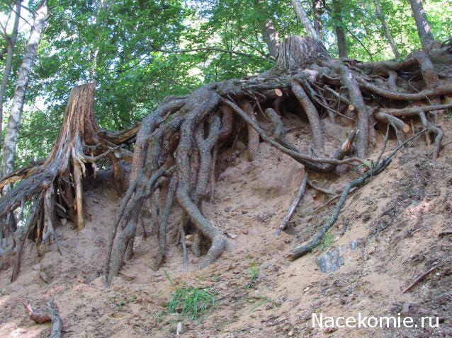 "Живой уголок"