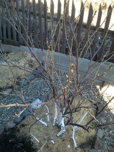 Куклы в народных костюмах – "Девчушки-болтушки"