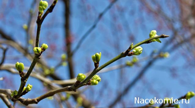 Куклы в народных костюмах – "Девчушки-болтушки"