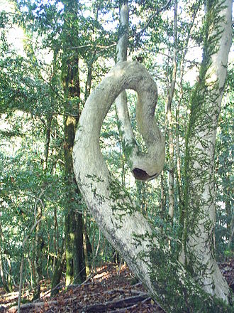 Энциклопедия пород древесины