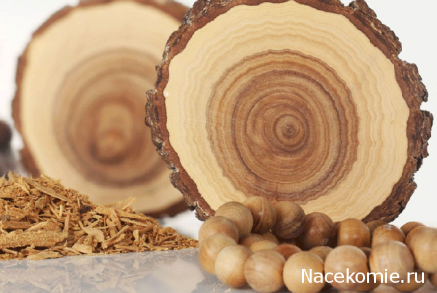 Энциклопедия пород древесины