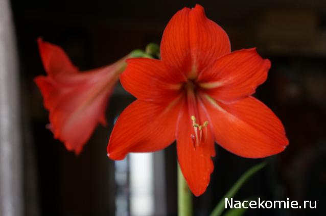 Куклы в народных костюмах – "Девчушки-болтушки"